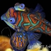 mandarinfish_kbrkkp_h_0115_sul4256_rv.jpg